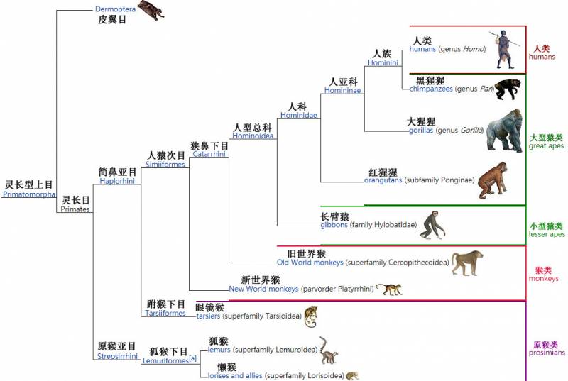 智商220的猩猩能有多厉害，超凡智慧下的潜能如何发挥？