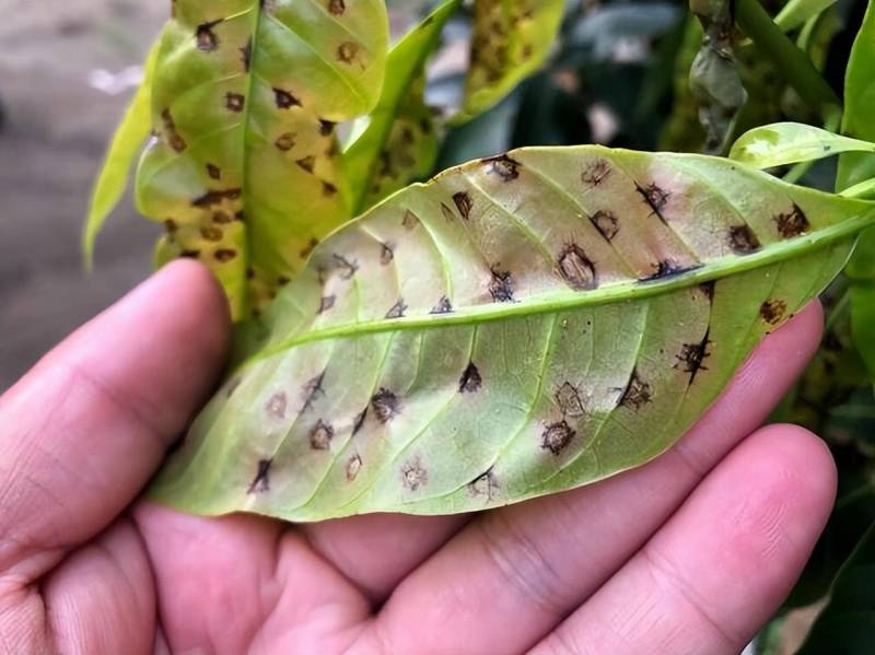 彻底根治虱子小方法，三步骤轻松清除白粉虱