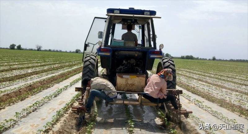 棉田Cottonfield的微博，我国棉田残膜污染治理研究一览