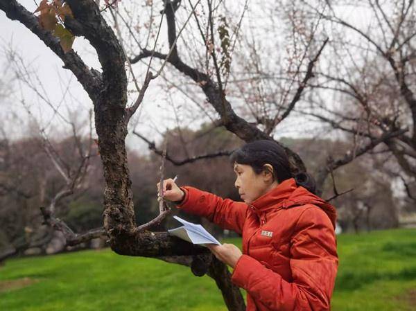 160多个梅花品种，东湖梅园创新育成，观梅日记记录三年