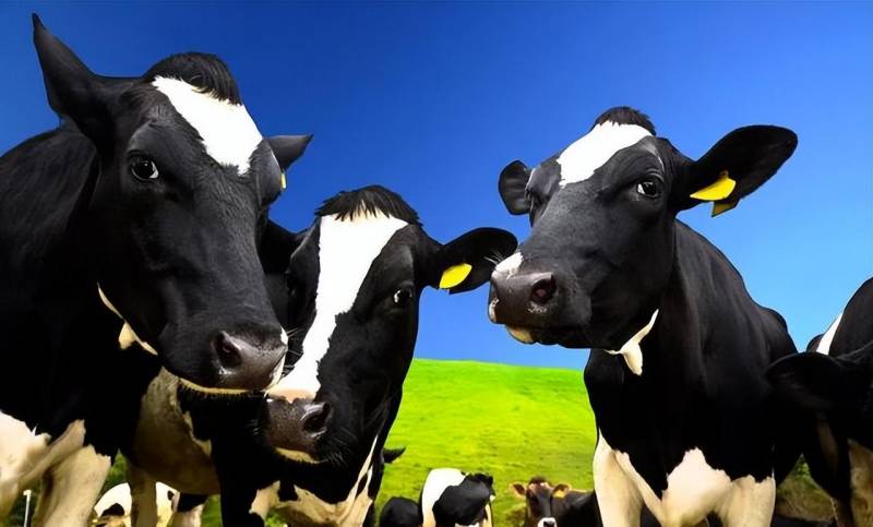 丙二醇是什麽？它在牛嬭中的作用與人躰影響