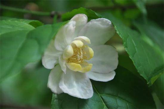 夏臘梅綻放，植物園中領略別樣夏日韻味