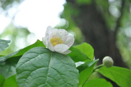 夏腊梅绽放，植物园中领略别样夏日韵味