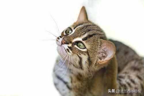 锈斑豹猫，萌态可掬，捕猎能手，食量惊人