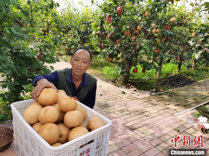 晚秋黄梨挂满枝，馆陶梨乡喜获丰收年。