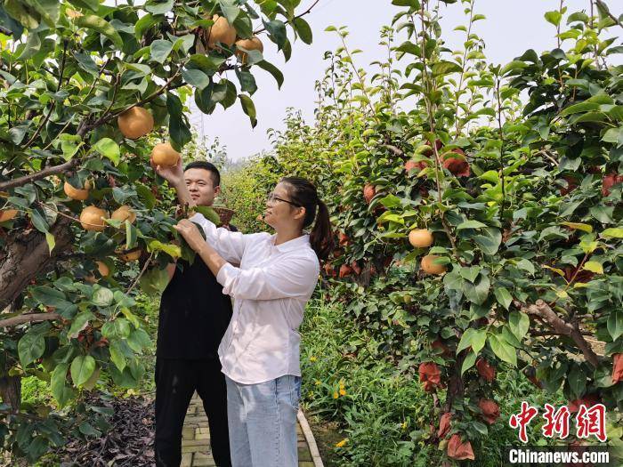 晚秋黄梨挂满枝，馆陶梨乡喜获丰收年。 