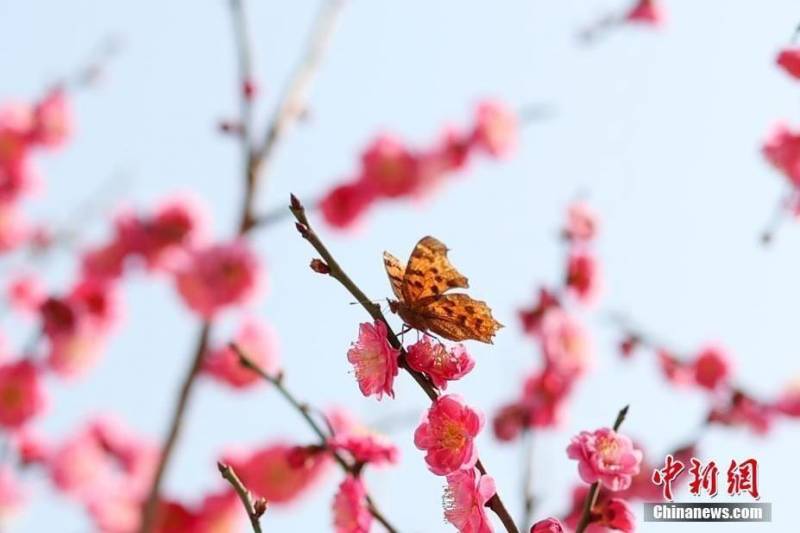 周建忠《十大名花意象與中國古典詩詞》——蘭花寄情，文人雅士的墨客風情