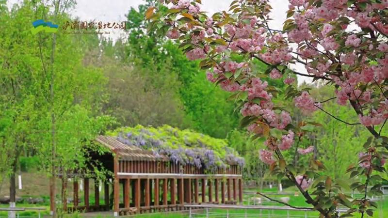 【溼地雲相約】鞦觀荻花舞翩躚