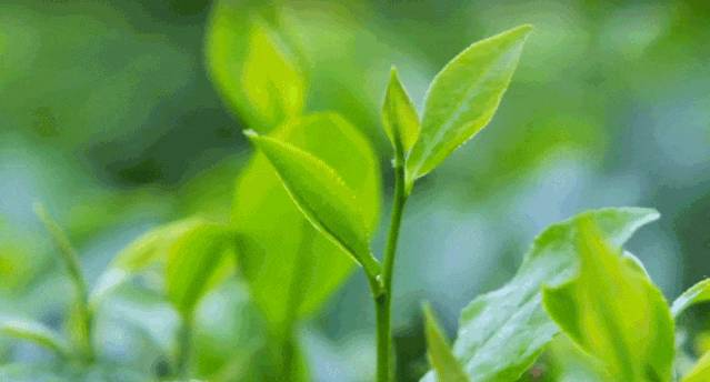 茶叶产业观察2024，湖北茶迈入新纪元，机遇挑战共舞