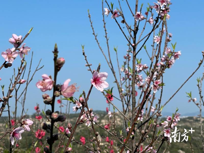 初春美景！濠江巨峰寺桃花盛开，你赏花了没？