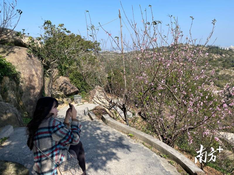 初春美景！濠江巨峰寺桃花盛开，你赏花了没？