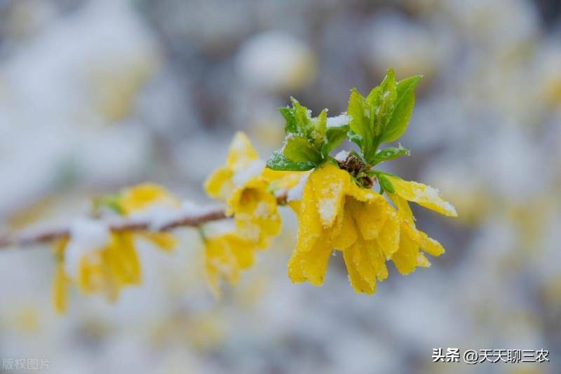 春分过后山西多地降雪，4月初冷空气来袭雨雪天气持续？