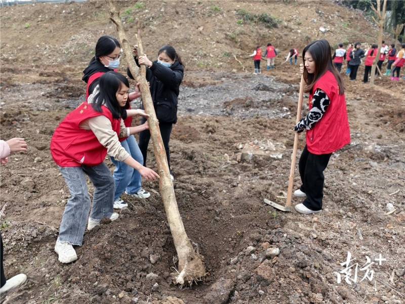 阳山县委领航生态建设 举办植树活动添绿意盎然