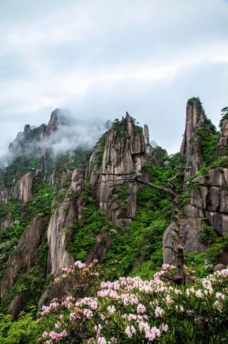 中国旅游摄影网推荐，三清山至美杜鹃，望仙谷江岭梯田风情录