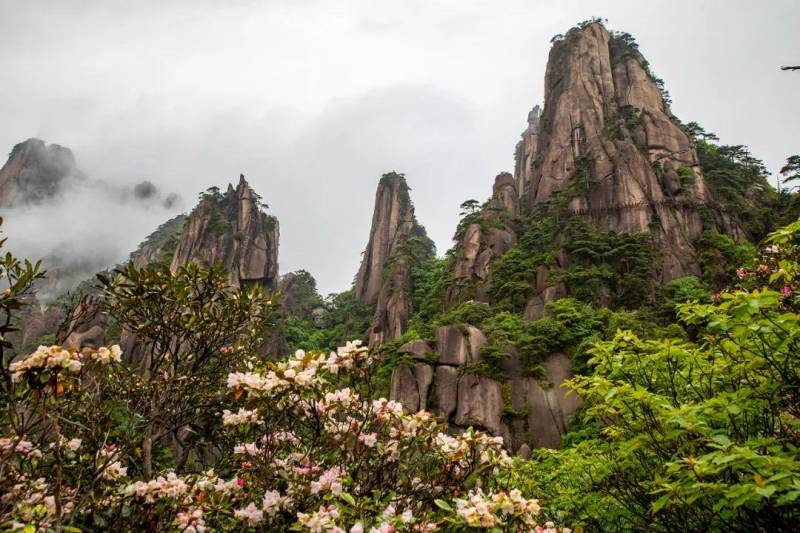 中国旅游摄影网推荐，三清山至美杜鹃，望仙谷江岭梯田风情录