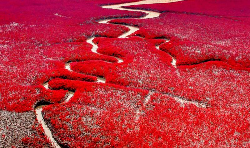 怎样玩转世界上最长的红色海岸线，红海滩美景巡礼