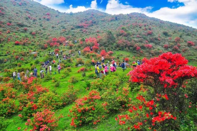 新兴天露山，万亩杜鹃绽放，画卷般美景尽收眼底