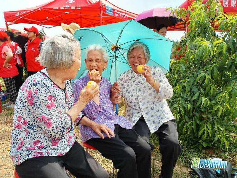 桃子夏乐汁的微博，夏熟黄桃，甜蜜邀约，屈子祠镇品鉴盛宴！