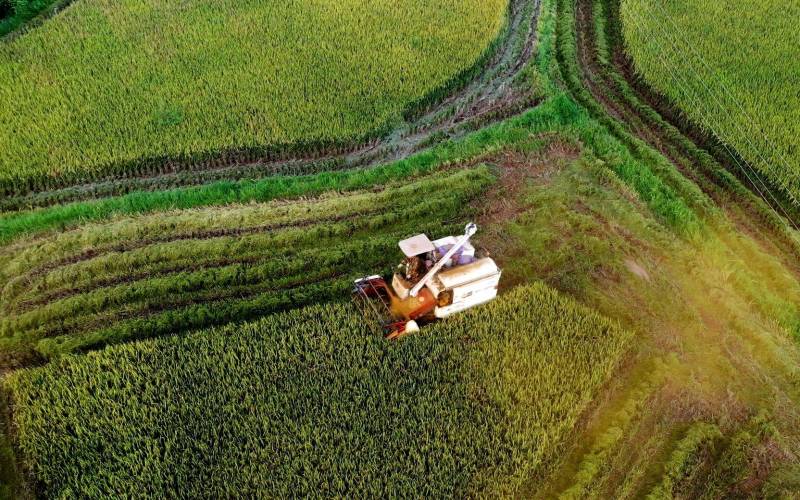 江西万年贡谷，220亩国宝级稻田丰收在望