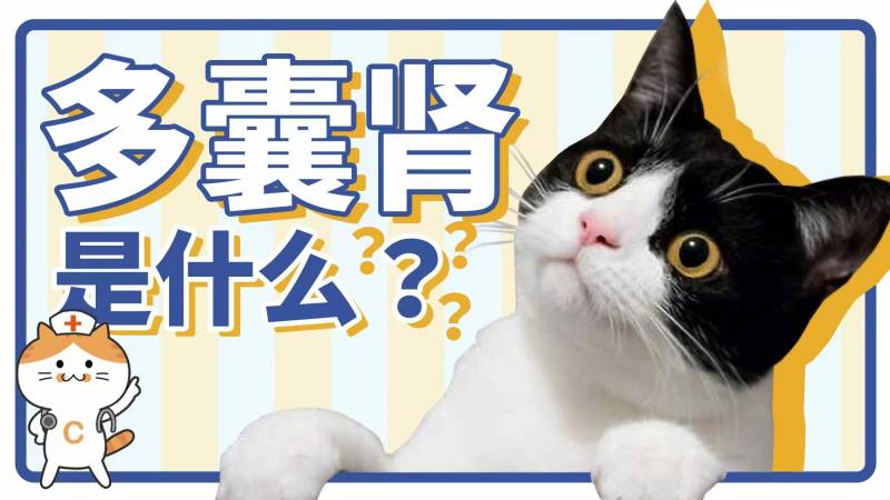 熙熙森林廣州貓的微博｜多囊腎問題，貓咪家長需了解哪些？