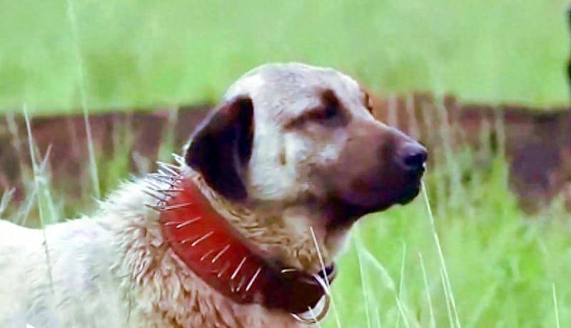 【动作战争】《狼袭草原》2005，勇犬大黄血战野狼，守护童年记忆深刻。