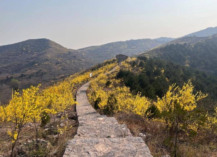 邯郸涉县，万亩连翘种植助力村民开启致富门路