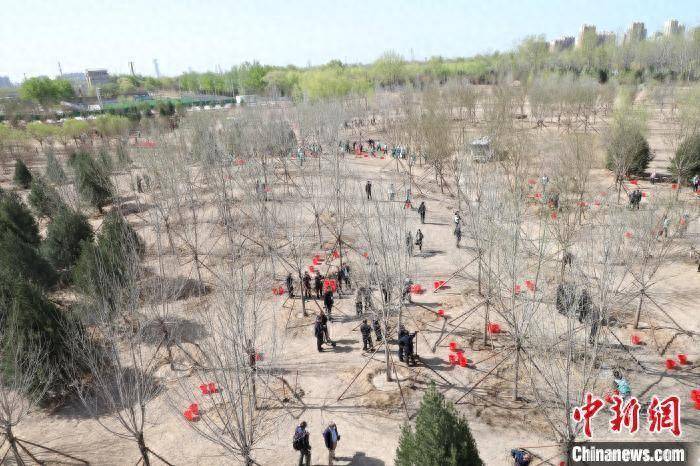 2024年北京部长义务植树 137名官员绿动心弦