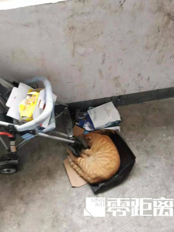 南京平安阿福，住户关爱流浪猫，环境困扰如何解？