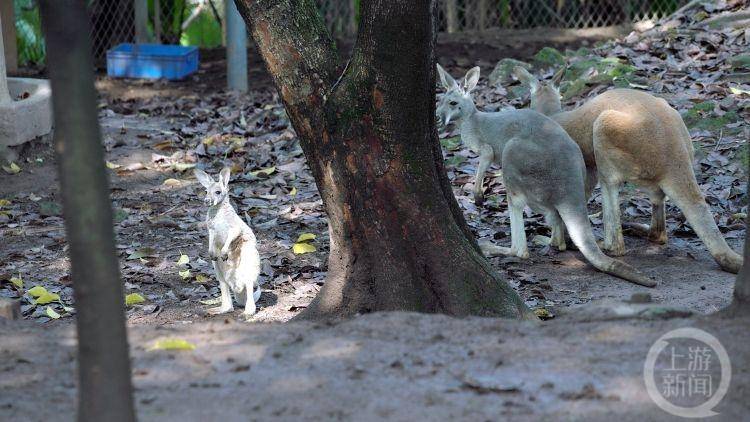 重庆大熊猫四喜丸子，悠然自得反向观赏游客