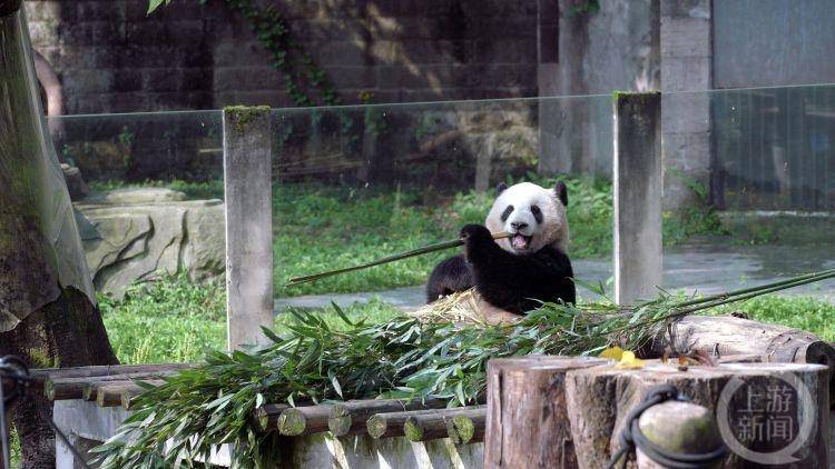 重庆大熊猫四喜丸子，悠然自得反向观赏游客