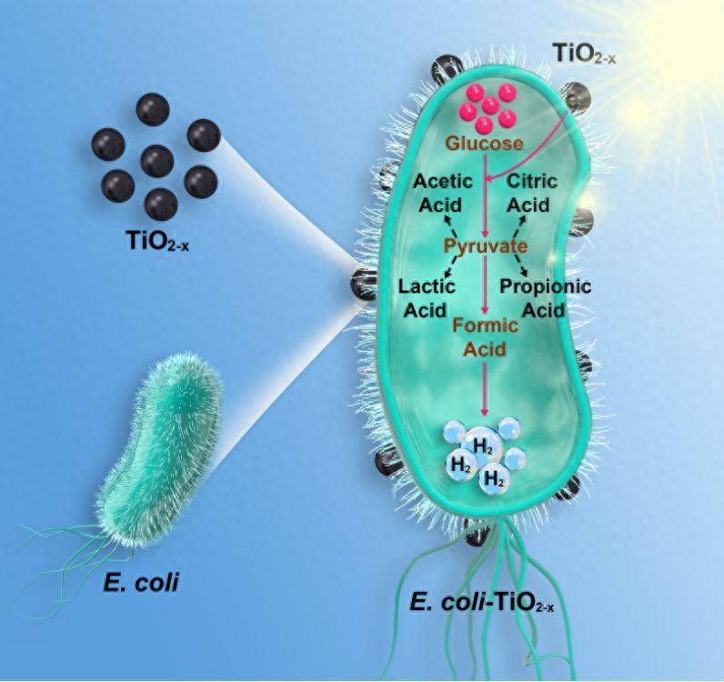 吕星星LV的微博，生物杂化系统在太阳能产氢的应用