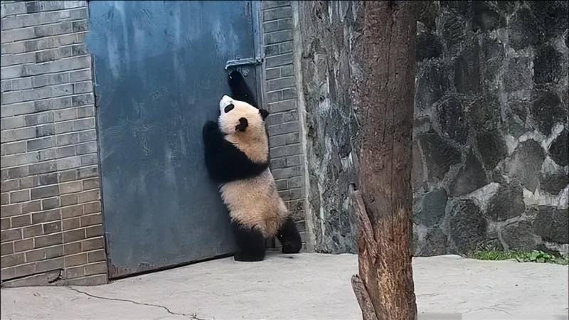 萌态可掬！大熊猫急切下班，哐哐敲铁门引围观