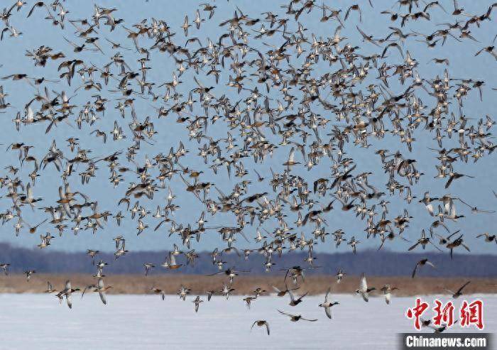 興凱湖候鳥的天堂，百萬飛羽北歸盛景