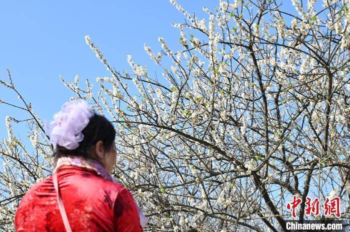 萝岗香雪，冬日梅花盛放，邀您共赏诗意