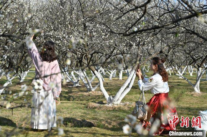 萝岗香雪，冬日梅花盛放，邀您共赏诗意