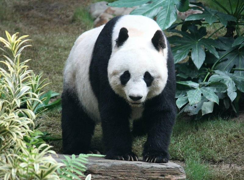 大熊猫身上全是肌肉，为何它们仅存中国，会迁徙他国吗？