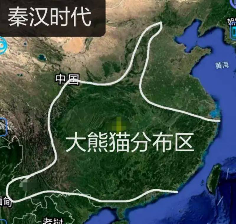 大熊猫身上全是肌肉，为何它们仅存中国，会迁徙他国吗？