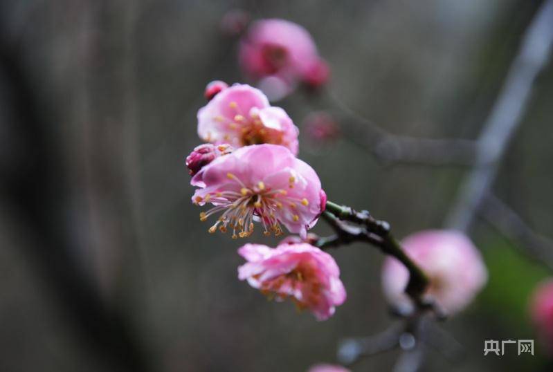 成县春来啦，油菜花开金黄映日新