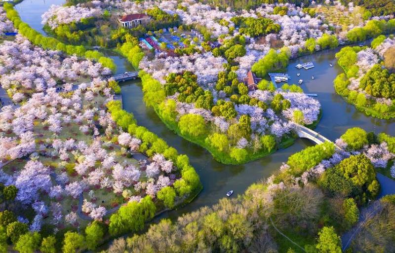 打卡顾村公园樱花，春意盎然入画来｜宝山青翠新篇