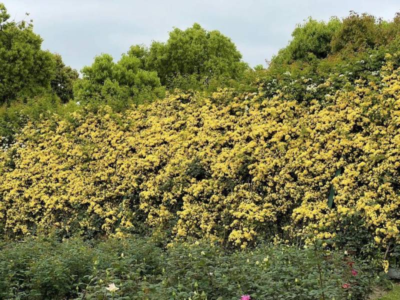 打卡顾村公园樱花，春意盎然入画来｜宝山青翠新篇