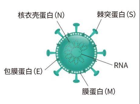 防疫科普，如何正確使用抗原檢測試劑盒及其與核酸區別