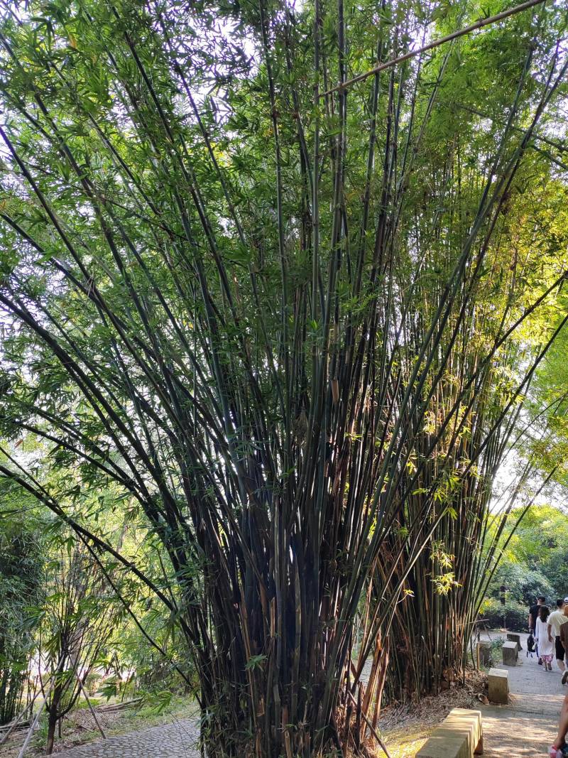 雨天都要逛的武夷山九曲谿——中國秀麗谿畔漫步