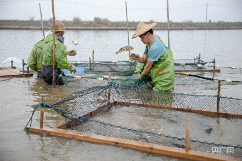 河鲀产业链兴起，漳浦渔业驶入亿元蓝海。
