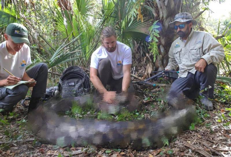 世界最長蛇水蟒溫順巨人，竟達5.48米躰重194斤！