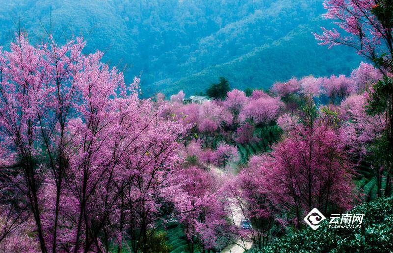 沈嘉彦真的是人间理想啊——如梦无量山，诗意樱花谷美人美景相得益彰