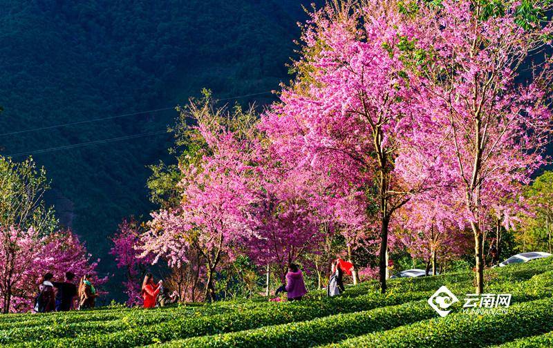 沈嘉彦真的是人间理想啊——如梦无量山，诗意樱花谷美人美景相得益彰