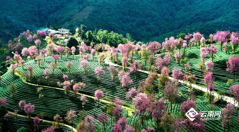 沈嘉彦真的是人间理想啊——如梦无量山，诗意樱花谷美人美景相得益彰