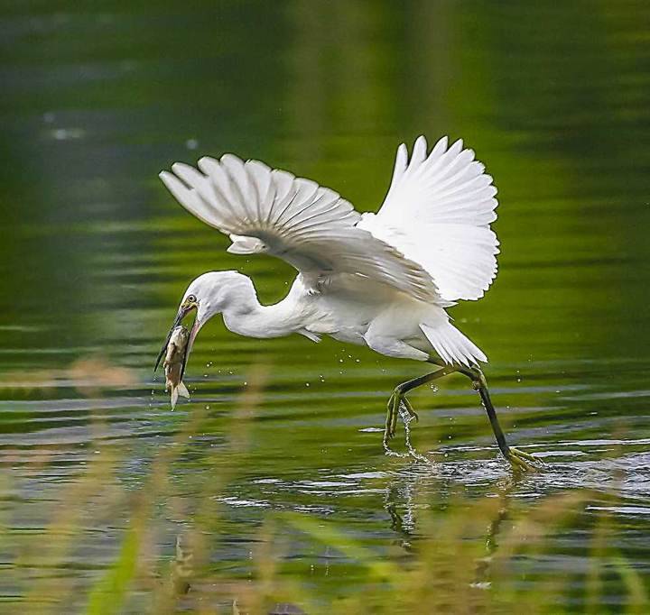 白鹭都是白的吗——济南市鸟，环保高雅的化身