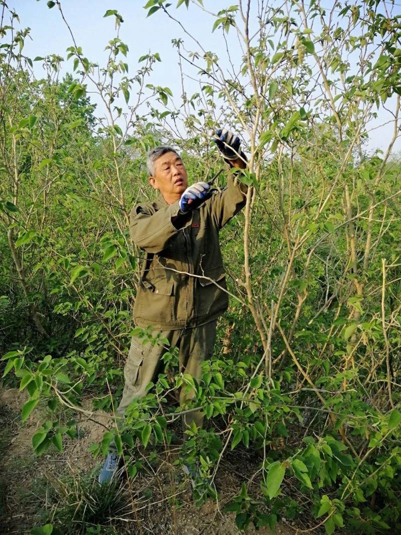 退休局长十年耕绿，15万棵树，石山变林海