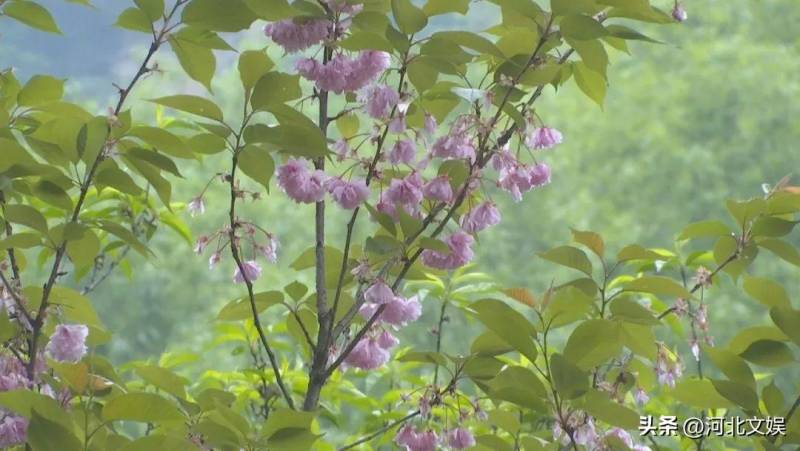 青山绿水石家庄赞皇，棋盘山云海中职工登山运动会启幕